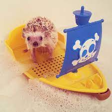 After Losing A Tooth Norman The Hedgehog Became An Internet Celebrity Hedgehog Pet Cute Hedgehog Hedgehog