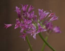 Mar 26, 2021 · also known as giant spider lily, this tropical plant is super easy to grow! Favorite Pink Flowered Bulbs Pacific Bulb Society