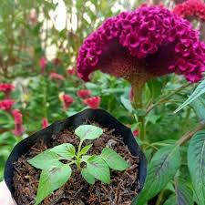 Daftar nama bunga, gambar bunga cantik, indah, unik, dan langka, lengkap dengan penjelasannya. Tanaman Hias Jengger Ayam Ungu Bayam Jewer Jorok Celosia Argentea Cristata Cocksomb Shopee Indonesia