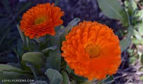 Maybe you would like to learn more about one of these? How To Use Calendula Flowers In Skincare Lovely Greens
