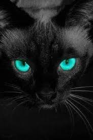 Beautiful Ocean Blue Cat Eyes On A Black Cat Such A Pretty Face Cats Pretty Cats Beautiful Cats