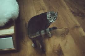 This is due to their survival instinct if your cat has been missing for some time and has not yet returned, the first thing you will need to do is keep calm. Why Does My Cat Run Away From Me Can I Change This