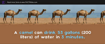 How much can you lose? A Camel Can Drink 53 Gallons 200 Liters Of Water In 3 Minutes Random Facts You Didn T Know Factslides
