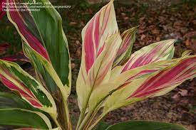 Plantfiles Pictures Hawaiian Ti Plant Good Luck Plant Ti Plant Tricolor Cordyline Fruticosa By Plantladylin Plants Ti Plant Crotons Plants