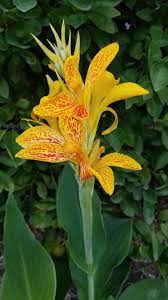 Queen Charlotte Richard Wallace Hybrid Canna Lily Canna Lily Lily Queen Charlotte