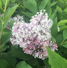 Growing miss kim lilac shrubs. Growing Caring For And Propagating Miss Kim Lilac Mike S Backyard Nursery