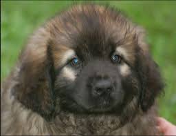 Greenfield puppies has puppies for sale in ohio! Leonberger Puppy By Wolfofsummer On Deviantart