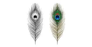 How To Draw A Peacock Available in png and vector. how to draw a peacock