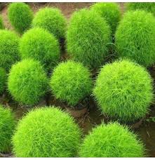 127 gardens pertaino home garden decoration ideas homydepot. Egrow 200 Pcs Bag Round Cypress Seeds Summer Cypress Bonsai Air Purify Bonsai Pot Plant For Home Garden Decoration