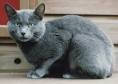 How to Identify a Russian Blue: 12 Steps (with Pictures ...