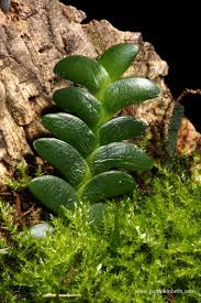 Image result for Angraecum distichum