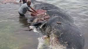 Paus sperma terapung di tengah laut. Bangkai Paus Sperma Penuh Plastik Mamalia Laut Terancam Punah Tekno Tempo Co