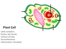 Plant cell structure and function. Bridging The Gap Between Gcse And A Level Plant Cell Labels Cytoplasm Nucleus Sap Vacuole Cellulose Cell Wall Plasma Membrane Mitochondrion Ppt Download