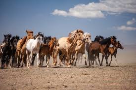 Résultat de recherche d'images pour "chevaux sauvage"