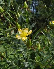 Image result for Psorospermum baumii