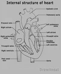 Draw It Neat How To Draw Internal Structure Of Human Heart Easy Version In 2020 Human Heart Anatomy Human Heart Drawing Human Heart