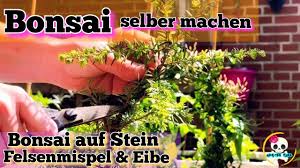 Verzieren sie sie mit buntem papier, dekosteinen oder perlen. Bonsai Baum Eibe Bonsai Bonsai Selber Machen Bonsai Auf Stein Bonsai Fur Anfanger Youtube