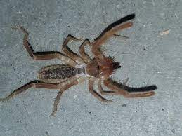That depends on who you ask about it. Southern California 1 Found 3 In The Garage On A Damp Towel No Spinnerets And The Fangs Open Vertically Turns Out Its A Camel Spider Which Turns Out Isn T A Spider