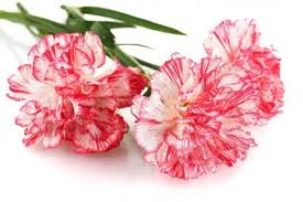 Bedeutung Nelken | Blumenversand Edelweiß