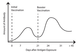 Nmsu Cattle Vaccination And Immunity