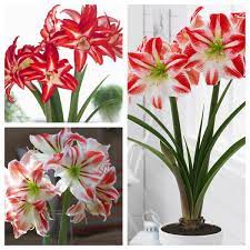 Amaryllis With A Difference Unusual Colors And Flower Styles Longfield Gardens