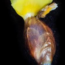 Image result for Xyris anceps