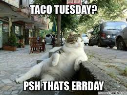 Taco Tuesday Cute Animals Cute Cats Crazy Cats