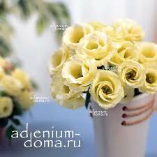 Image result for eustoma flamenco