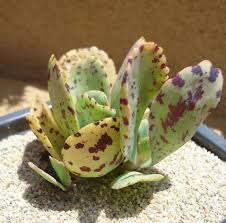 Lg Kalanchoe Marmorata By Ctsairplants On Etsy 9 95 Plants Succulents Garden Succulents