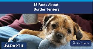 Image result for border teriér