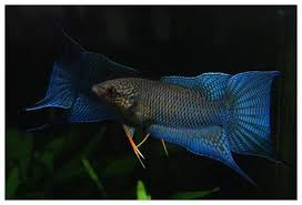 Ikan cupang (betta sp.) adalah ikan air tawar dari daerah tropis. Ini Dia 10 Jenis Ikan Cupang Termahal Dan Tercantik Hobby Ikan Hias Wajib Baca Dunia Hewan