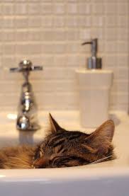200+ cats in sinks ideas cats, cats