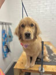 MARCH AVAILABLE GROOMING APPTS.🐶🫶🏼 To book please comment breed, pups  name, and if your dog has any fleas, matting, or aggressions📲 🛁Wednesday  March 12th 9:00 bath & deshed only 10:00 BOOKED 11:00