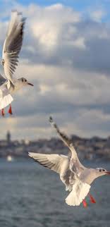 ertan oktem adli kullanicinin istanbul panosundaki pin istanbul tuval resimleri resim