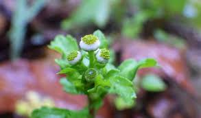 Image result for Dichrocephala