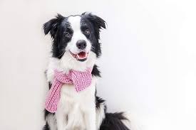 Check spelling or type a new query. Warm Dog Clothes Do They Really Help With The Cold Cvets Columbia Veterinary Emergency Trauma And Specialty