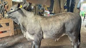Expointer 2025: Raça Inédita e Recorde de Inscritos! 🐄🔥