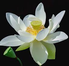 We did not find results for: Lotus Flower Of Devotion Photograph By Julie Palencia