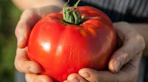 Sunshine heirloom view photo of sunshine heirloom. 5 Keys Preventing Tomato Disease No Silver Bullet But 1 Is Close