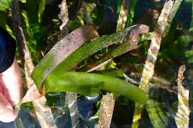 Image result for Thalassodendron ciliatum