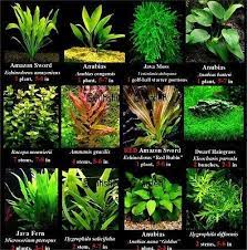 Aquarium Tank Amazon Fish Tank Plants Freshwater Plants Planted Aquarium