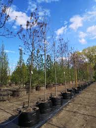 Image result for Malus × purpurea