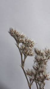 Image result for Polycarpaea corymbosa