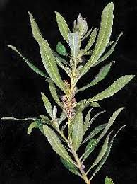 Image result for Myricaceae