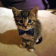 They do not normally open their eyes until after seven to ten days. Cats Cats Twitter