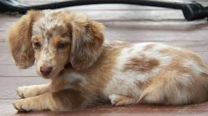 Long Haired Dachshund Blonde Gabbie Is A Long Hair Dapple Dachshund Dachshund Dog Dachshund Puppy Miniature