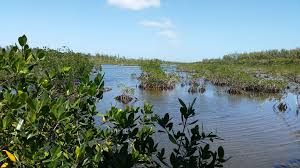 Mangrove Swamp Travel Bahamas Mangrove Swamp Carribean Islands Mangrove