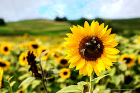 See more of sunny day real estate on facebook. Sunflower On A Sunny Day Bittersweet