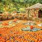 Pumpkin Stroll at the Dallas Arboretum x Plano event image