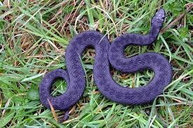 Black Adder Melanistic Animals Melanism Pretty Snakes